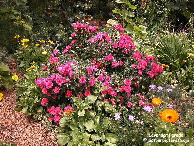 Lavender Parade bush