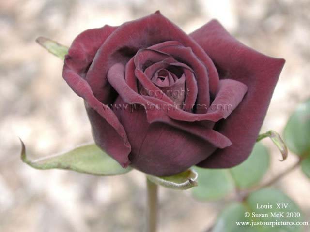 Louis XIV rose