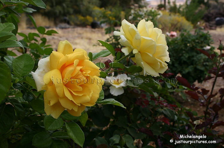 meilliand-michelangelo-rose