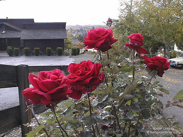 Mister Lincoln rose bush