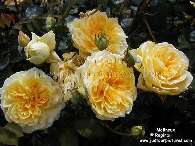 Molineux rose