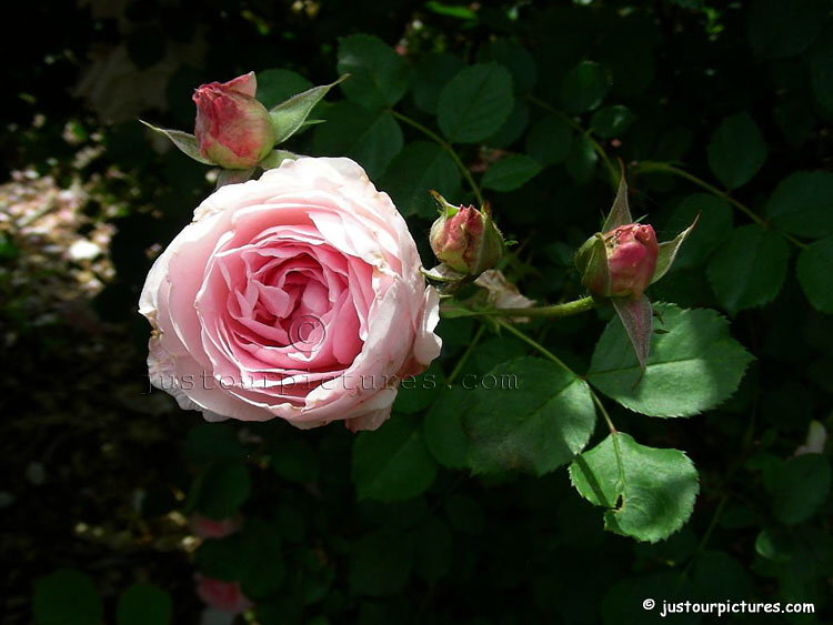 Morden Blush rose