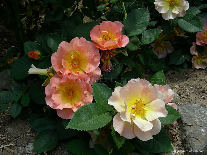 Morden Sunrise rose