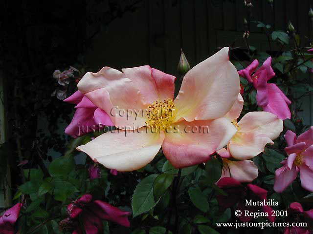 Mutabilis rose