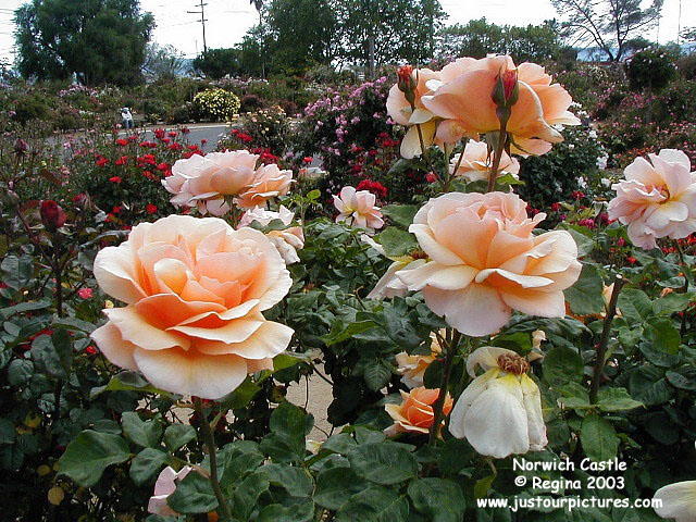 norwich-castle-rose