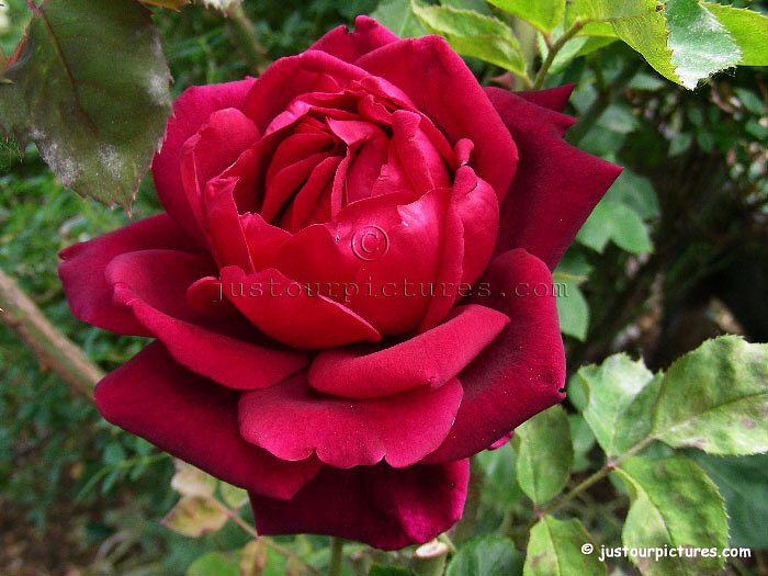 Oklahoma rose