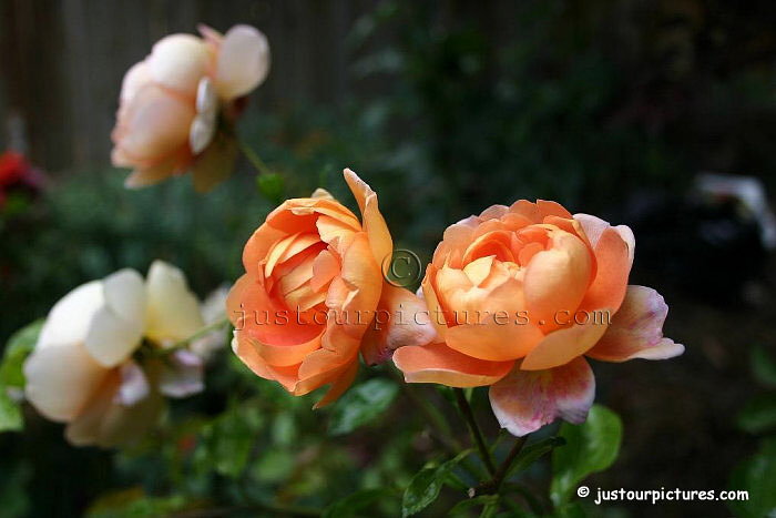 Pat Austin roses