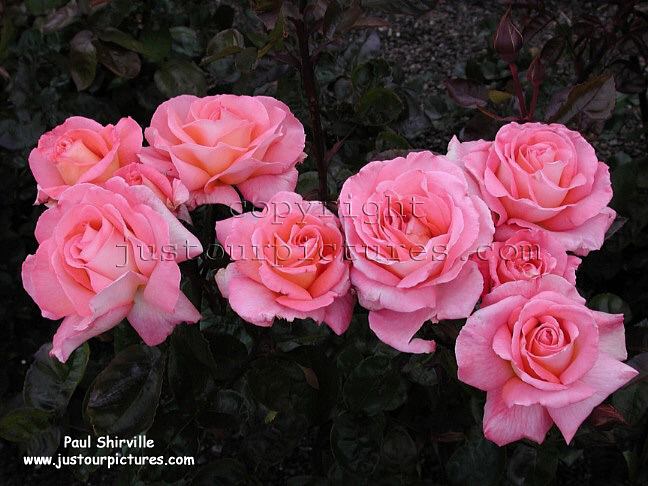 Paul Shirville rose 