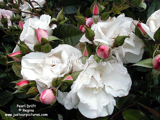 Pearl Drift rose