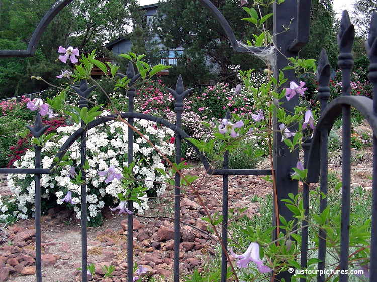 clematis-gazebo-roses