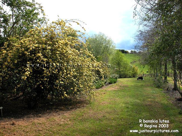 Rosa banksiae lutea