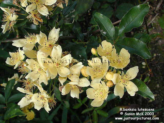 Rosa banksiae lutescens