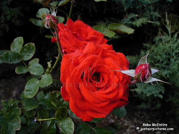 Reba McEntire rose