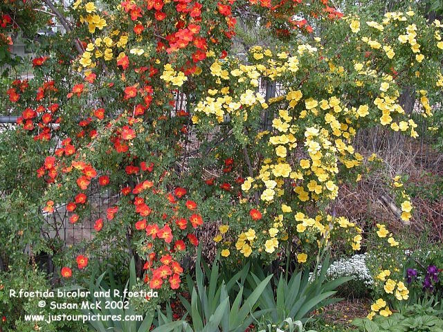 R.foetida bicolor with R.foetida