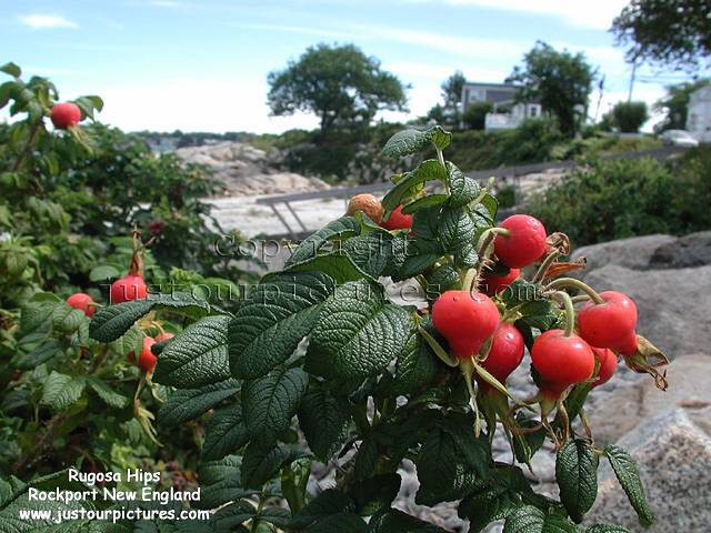 rugosa-rose hips