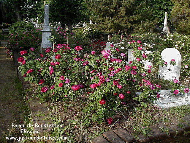 Baron de Bonstetten rose