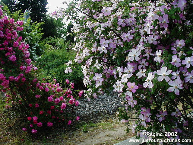 Rosa Webbiana