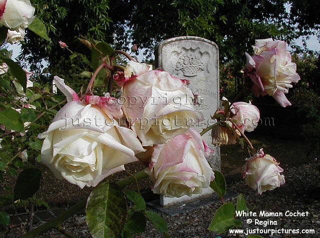 White Maman Cochet