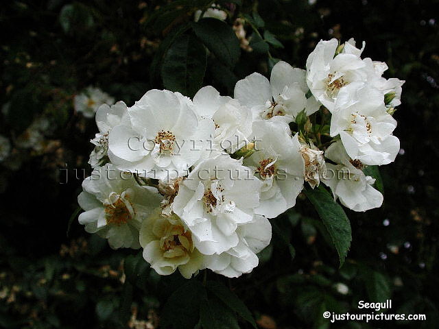 Seagull rose