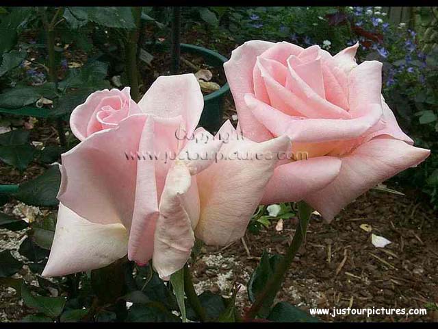 Silky Mist rose