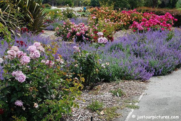 rose garden with catmint