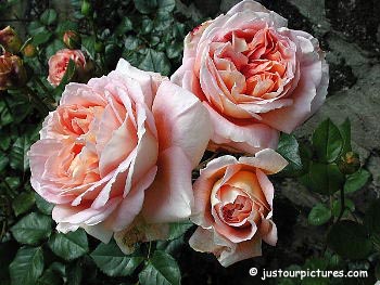 abraham-darby-rose