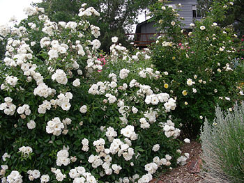 Huge Iceberg-rose-bush