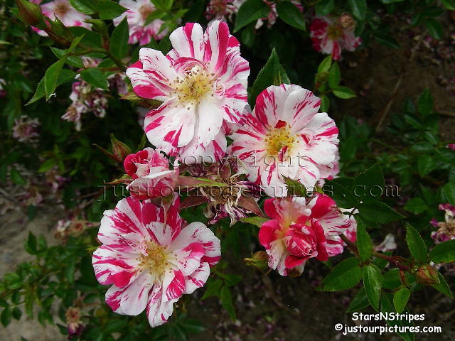 Stars 'n' Stripes rose