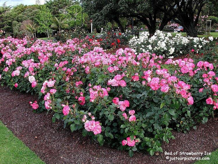 Strawberry Ice rose