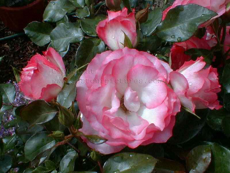 Strawberry Ice rose