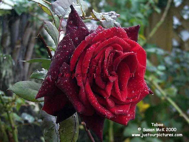 dark red rose