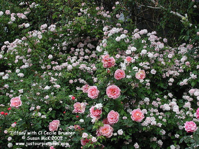 Climbing cecile brunner bush 