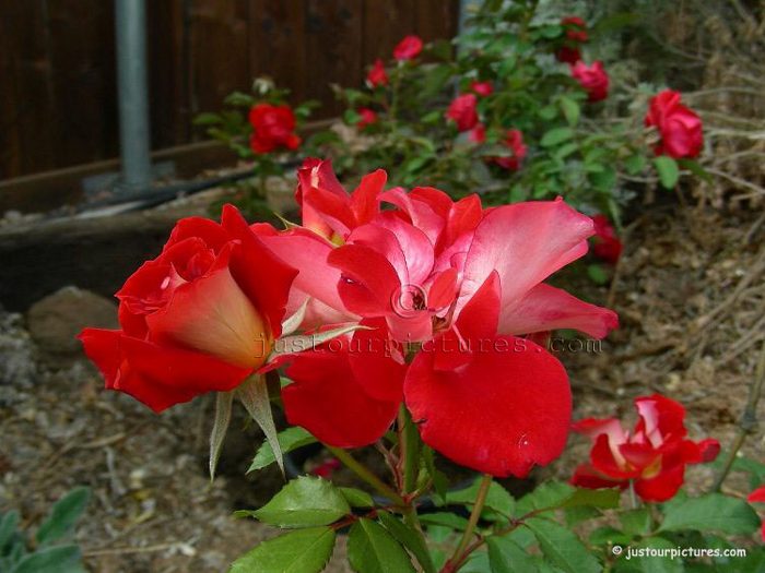 Topsy Turvy rose