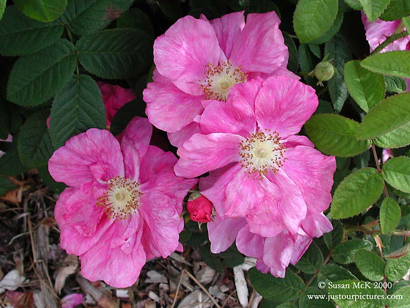 single petalled rose