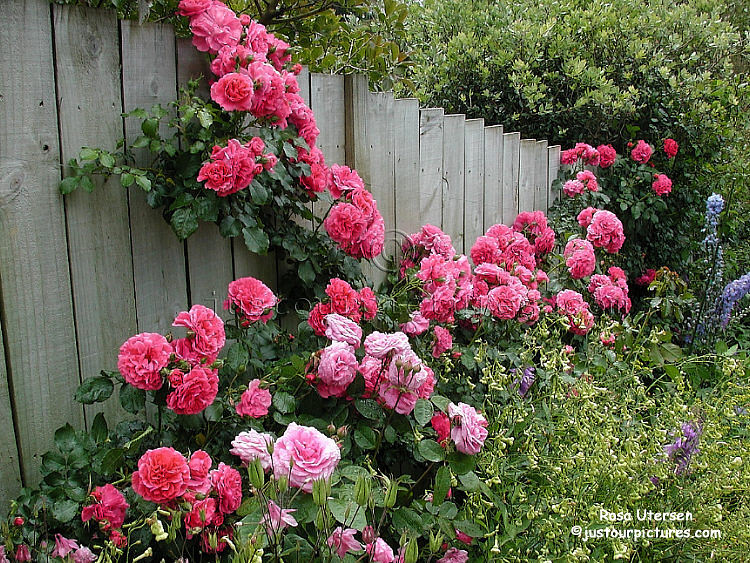 Utersen rose bush