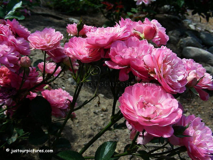 Walferdange rose