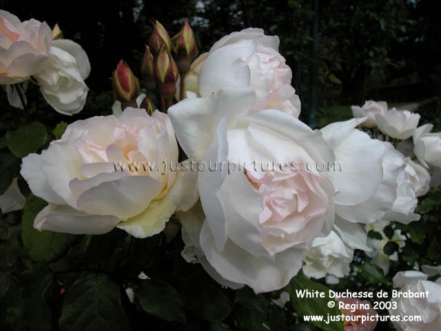 White Duchesse de Brabant