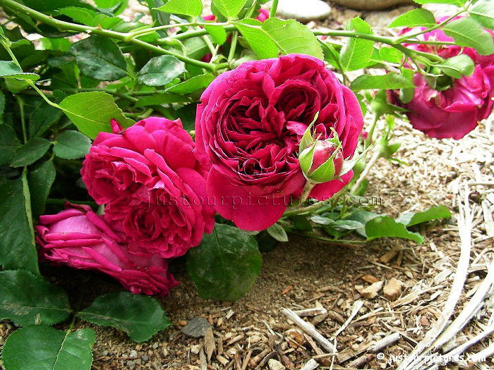 William Shakespeare 2000 rose