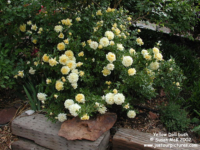 yellow-doll-rose-bush