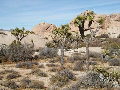 California Desert