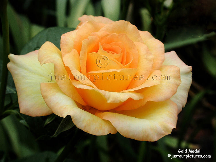  big yellow rose bloom