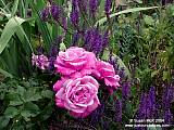 Roses with companion plants