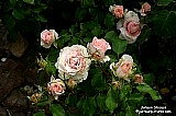 johann-strauss-rose