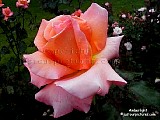 hybrid tea rose