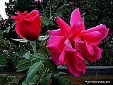 hybrid tea rose