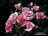 Pink roses