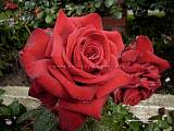 red rose