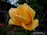  yellow rose