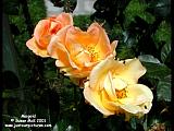 rose images