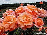 orange rose